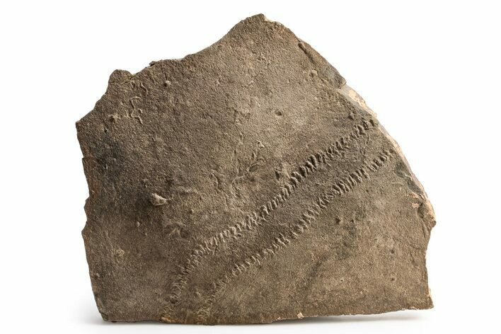 Cruziana (Fossil Trilobite Trackway) - Morocco #253163